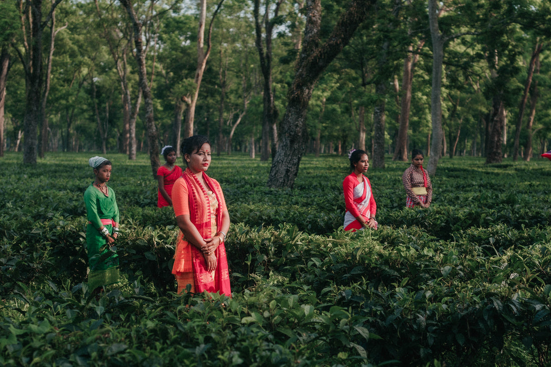 Ceaiul Assam a fost descoperit relativ recent